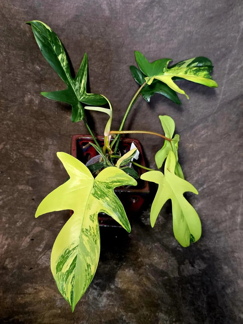 Variegated Philodendron Florida Beauty - Extremely Rare Variegated - US Seller (6-5-52)