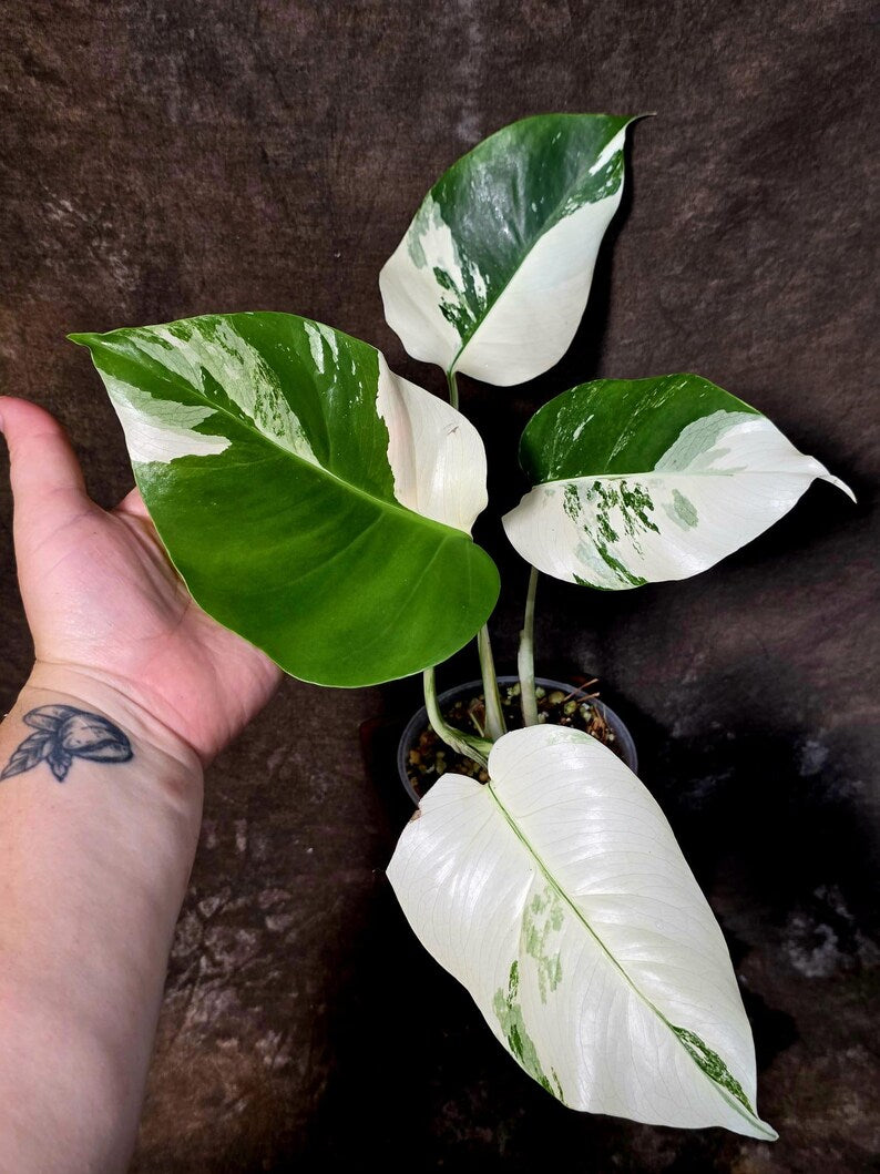 Monstera Albo Variegated Plant - Rare White Borsigiana - Exact Plant - US Seller (June-5-60)