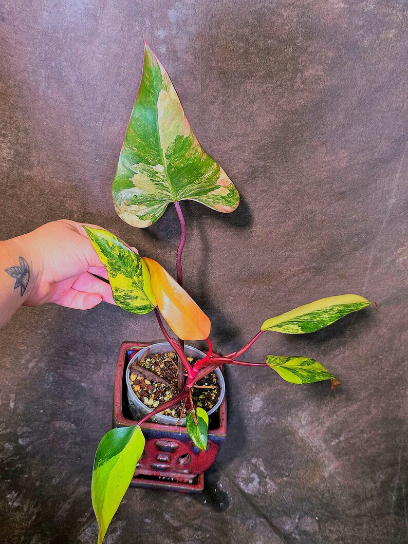 Variegated Philodendron Strawberry Shake Live Plant - EXACT Plant - US Seller (June-5-54)