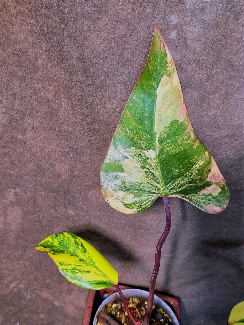 Variegated Philodendron Strawberry Shake Live Plant - EXACT Plant - US Seller (June-5-54)