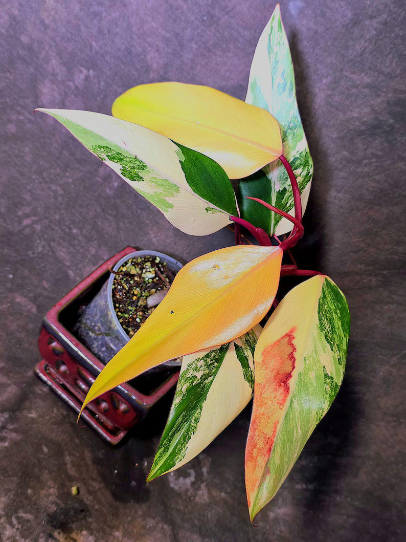 Variegated Philodendron Strawberry Shake Live Plant - EXACT Plant - US Seller (June-5-56)