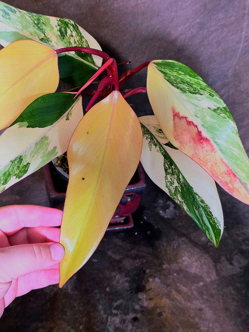 Variegated Philodendron Strawberry Shake Live Plant - EXACT Plant - US Seller (June-5-56)