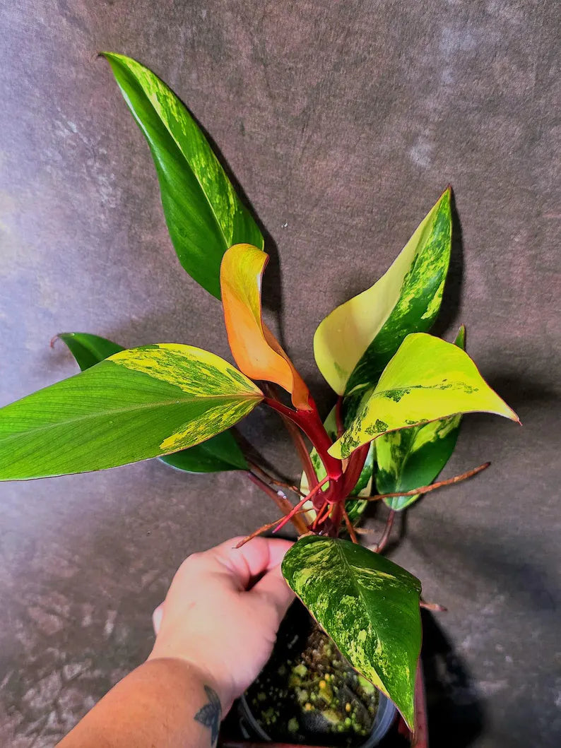 Variegated Philodendron Strawberry Shake Live Plant - EXACT Plant - US Seller (June-5-59)