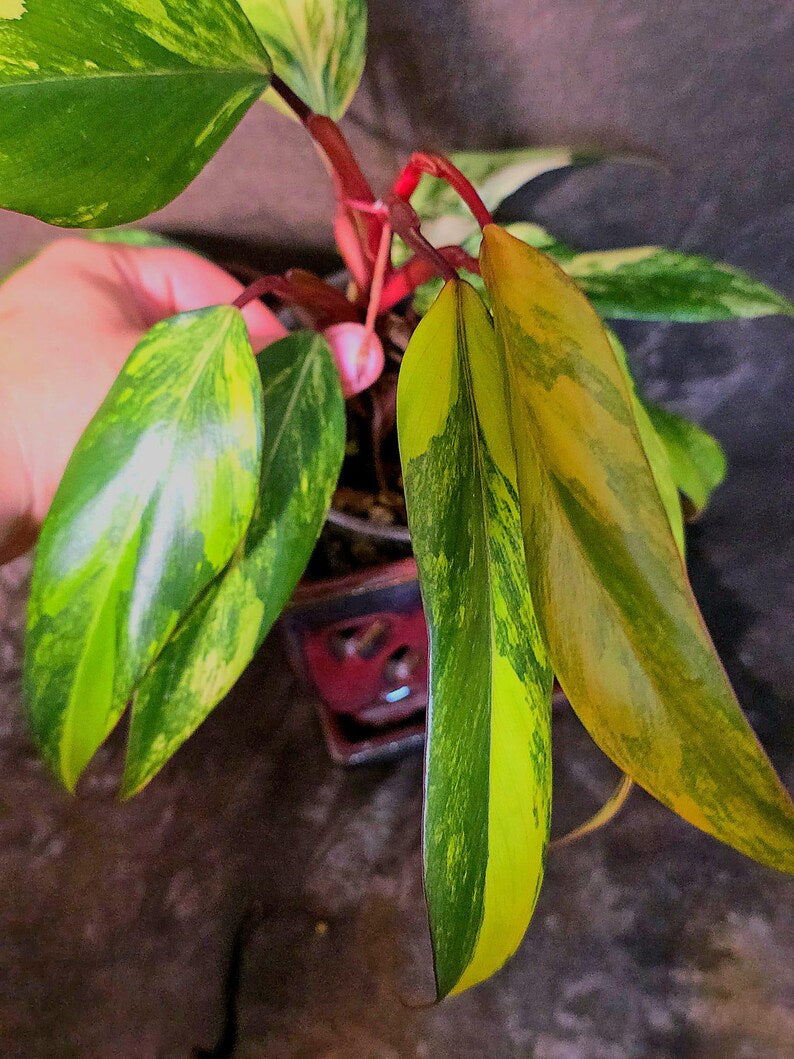 Variegated Philodendron Strawberry Shake Live Plant - EXACT Plant - US Seller (June-5-61)