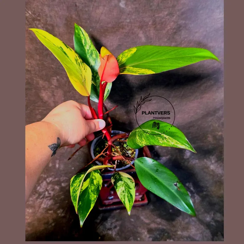 Variegated Philodendron Strawberry Shake Live Plant - EXACT Plant - US Seller (June-5-59)