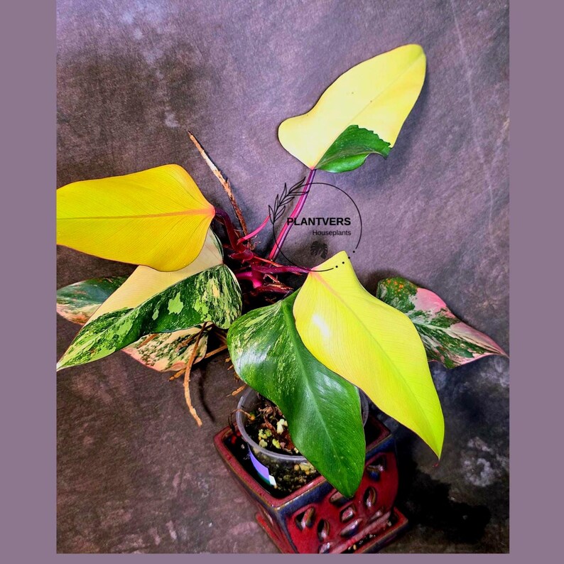 Variegated Philodendron Strawberry Shake Live Plant - EXACT Plant - US Seller (June-5-58)