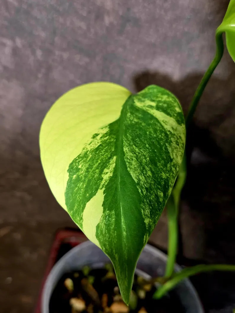 Monstera Aurea Variegated Plant - Exact Rare Tropical Aroids - Monstera Marmota (June-9-8)
