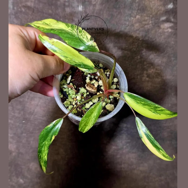 Variegated Philodendron Strawberry Shake Live Plant - EXACT Plant - US Seller (June-9-10)