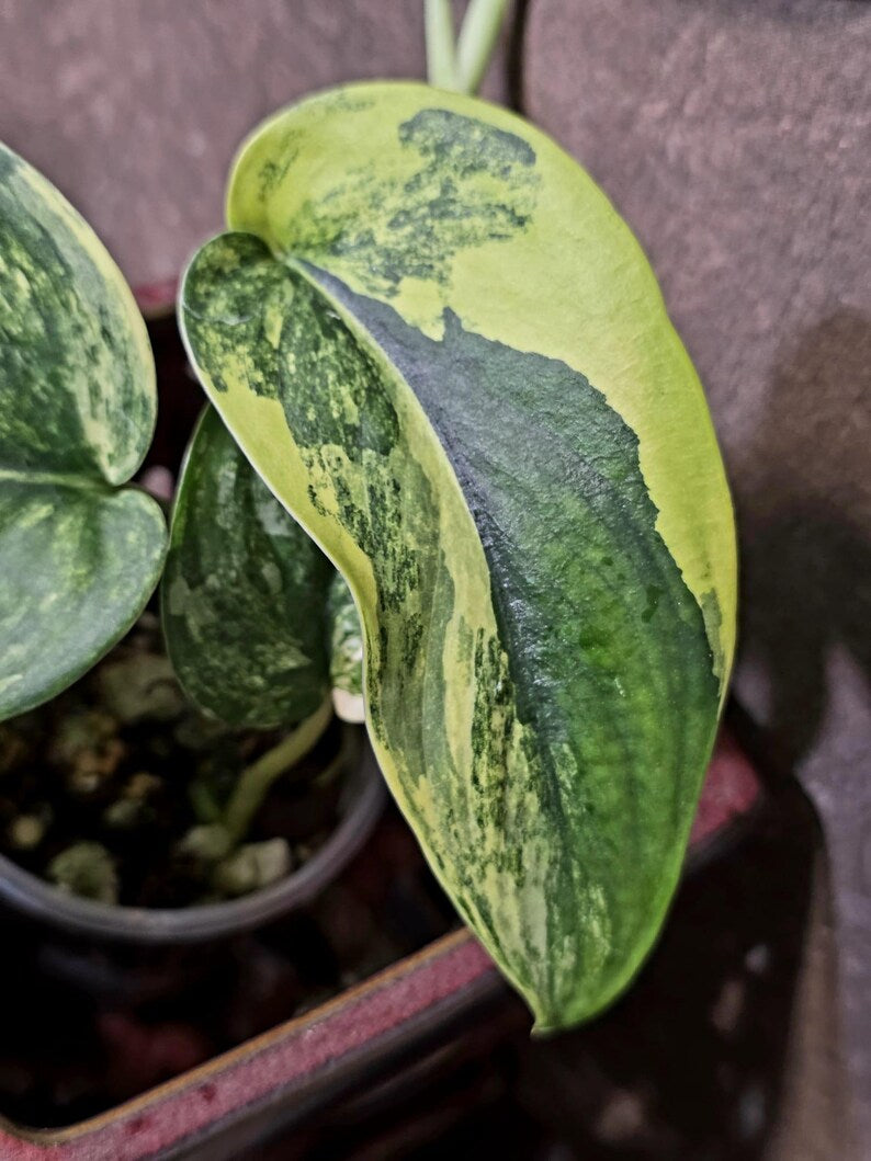 Scindapsus Jade Satin Variegated - Rare Tropical Plant - EXACT Plant (June-09-15)