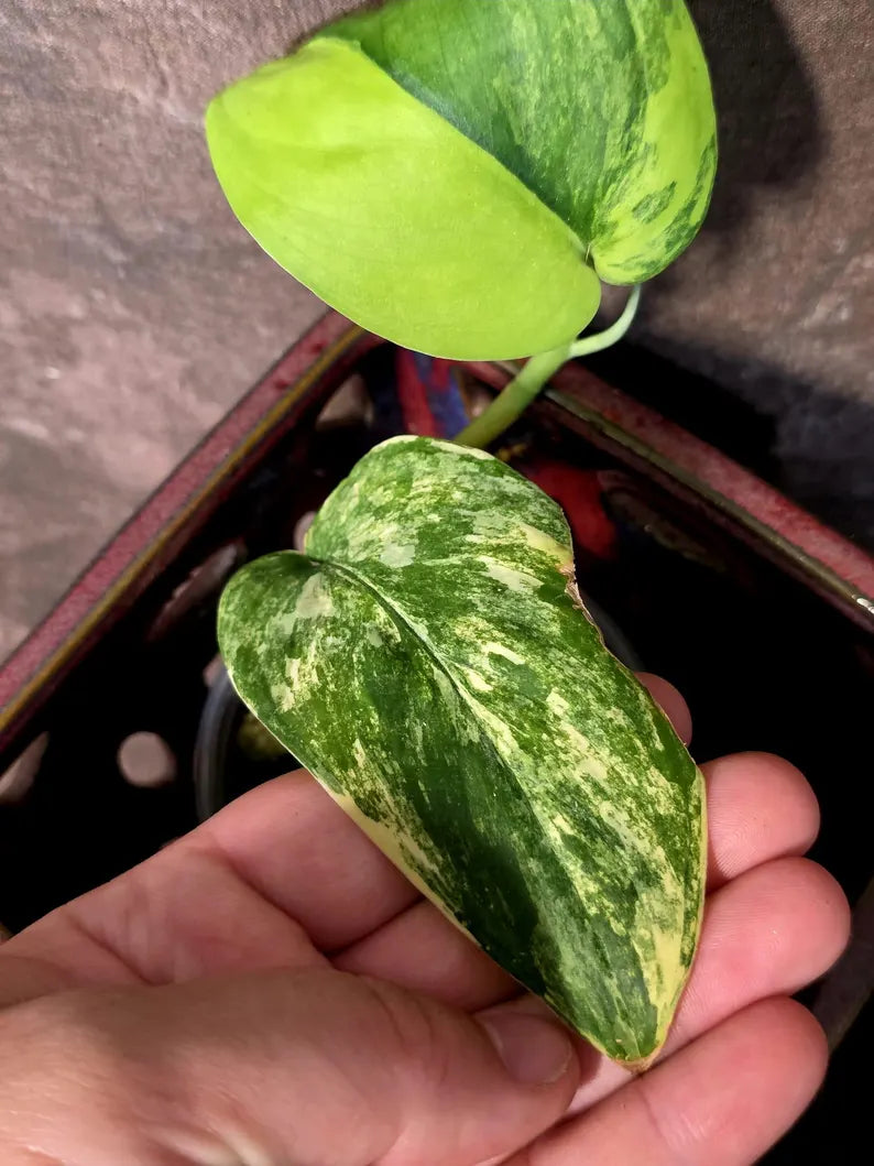 Scindapsus Jade Satin Variegated - Rare Tropical Plant - EXACT Plant (June-09-18)