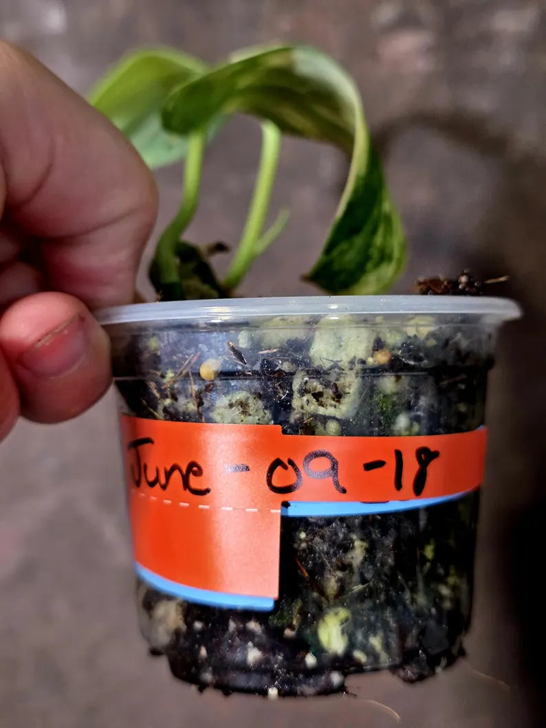 Scindapsus Jade Satin Variegated - Rare Tropical Plant - EXACT Plant (June-09-18)