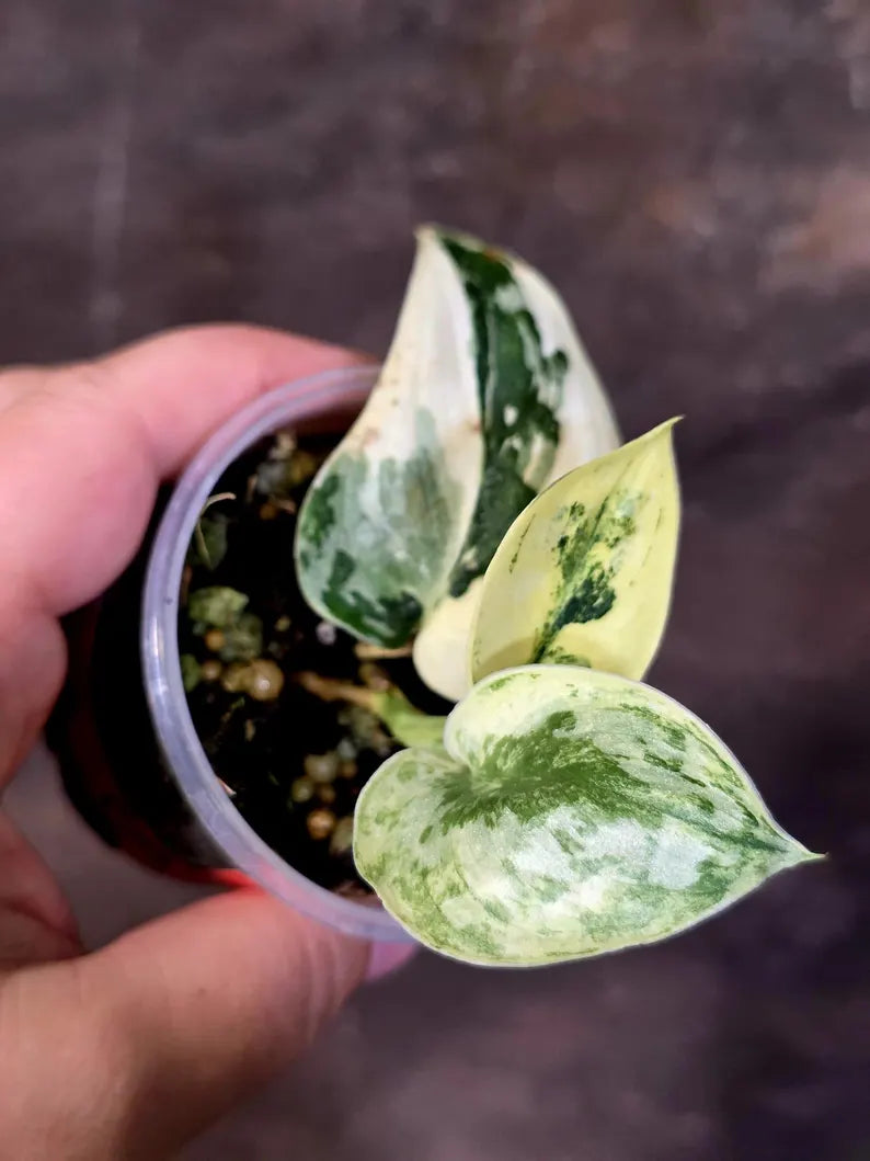 Variegated Scindapsus Mayari Plant - Collector Rare Exact Plant - (June-09-19)