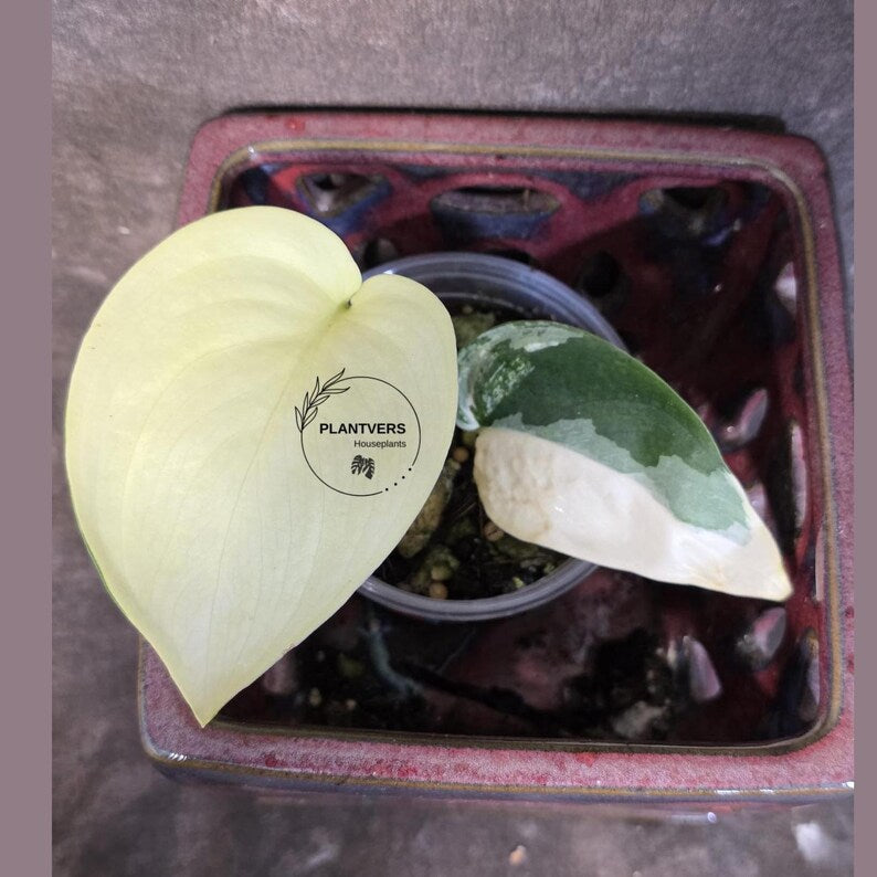 Scindapsus Jade Satin Variegated - Rare Tropical Plant - EXACT Plant (June-09-14)