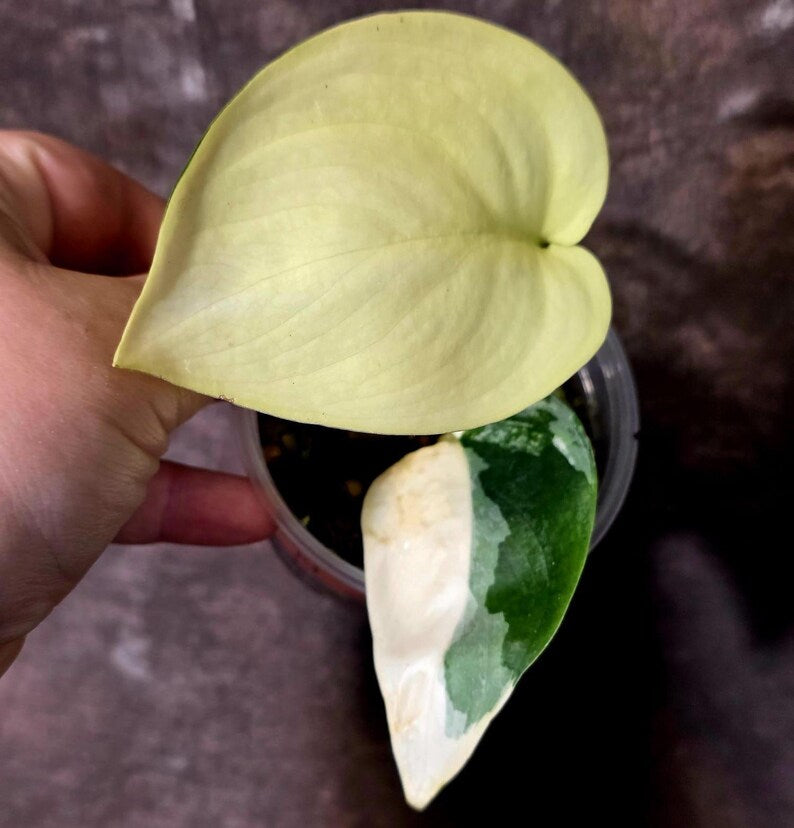 Scindapsus Jade Satin Variegated - Rare Tropical Plant - EXACT Plant (June-09-14)