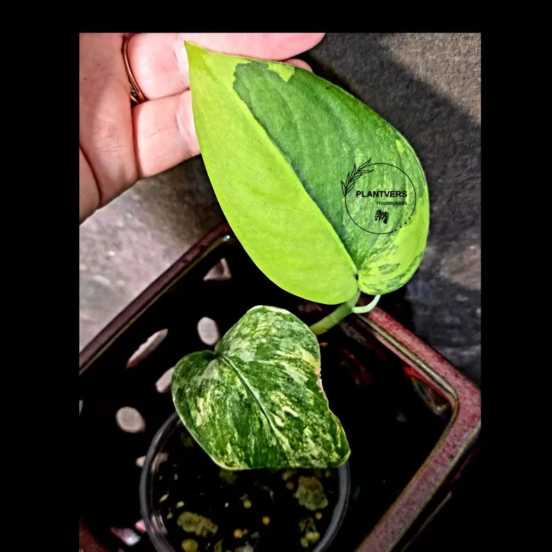 Scindapsus Jade Satin Variegated - Rare Tropical Plant - EXACT Plant (June-09-18)