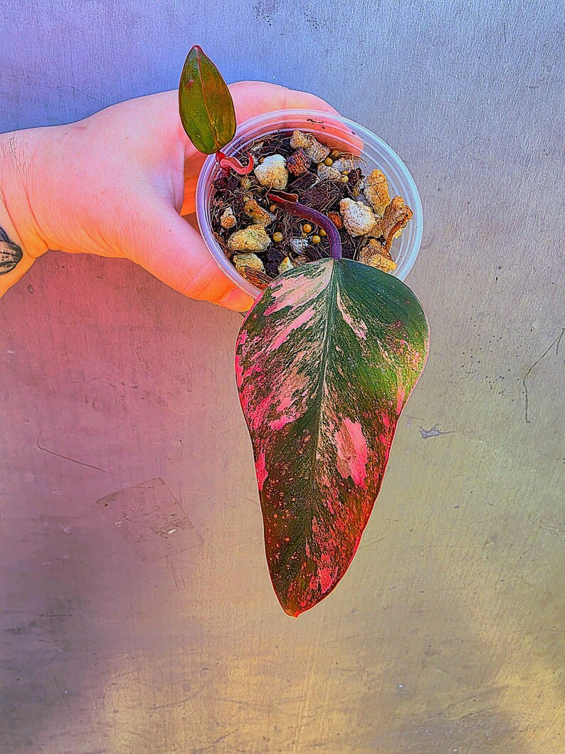 Variegated Philodendron Strawberry Shake - Live Exact Plant - (May-29-34)