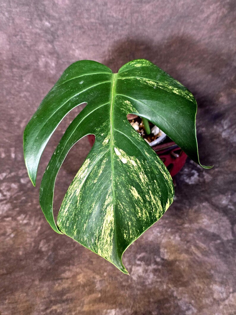 Monstera Borsigiana Aurea Variegated - Rare Exact Plant - US Seller (June-16-01)