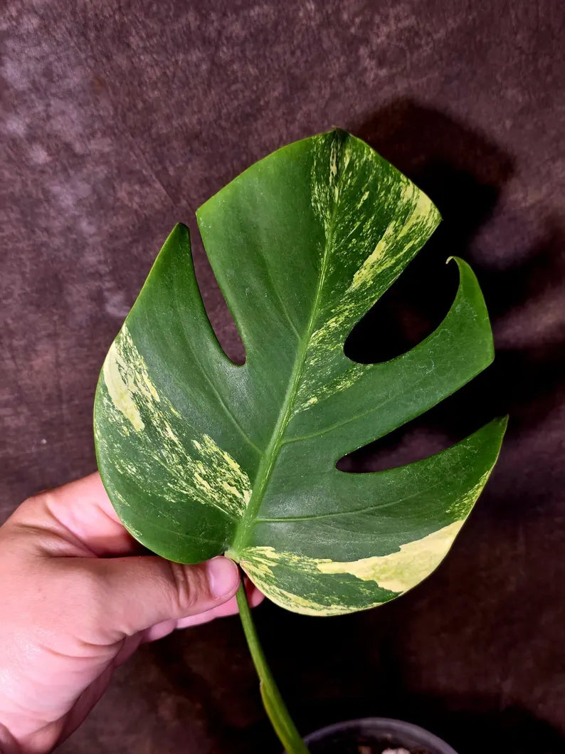 Monstera Borsigiana Aurea Variegated - Exact Plant - US Seller(June-16-02)