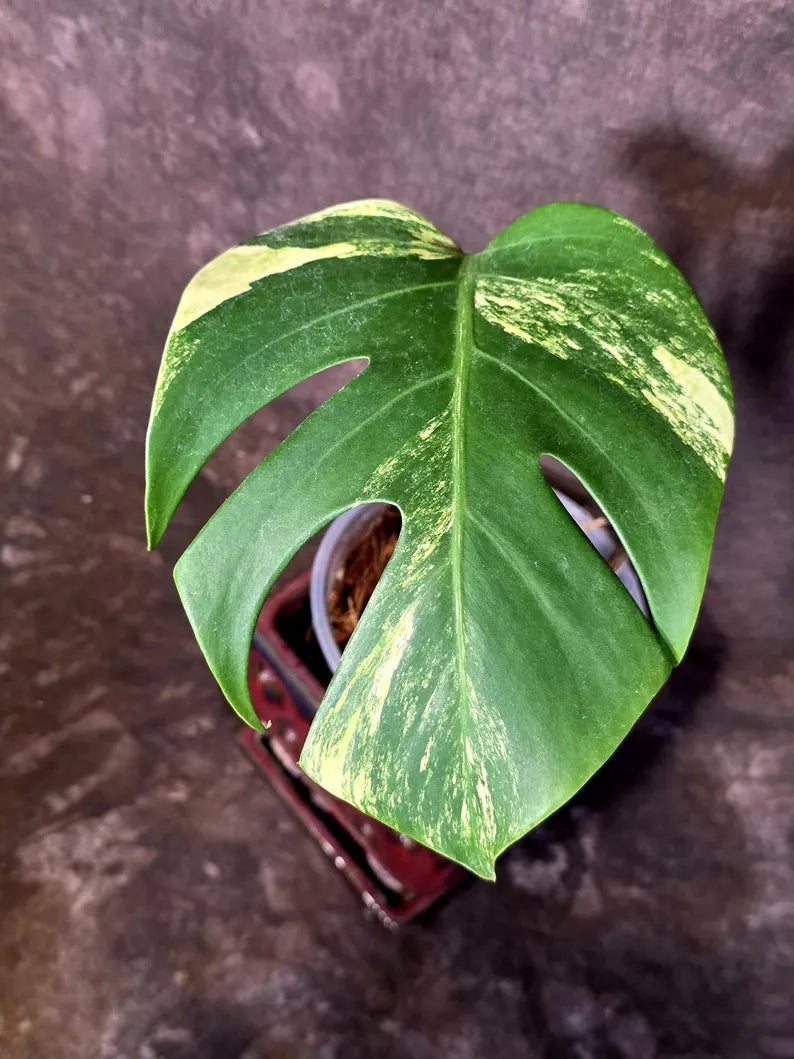 Monstera Borsigiana Aurea Variegated - Exact Plant - US Seller(June-16-02)