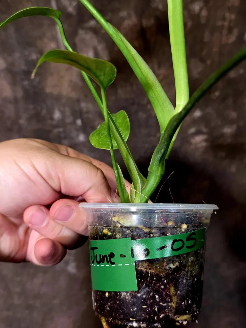 Monstera Aurea Variegated Plant - Rare Aroid - Monstera Marmota Indoor - Exact Plant (June-16-05)
