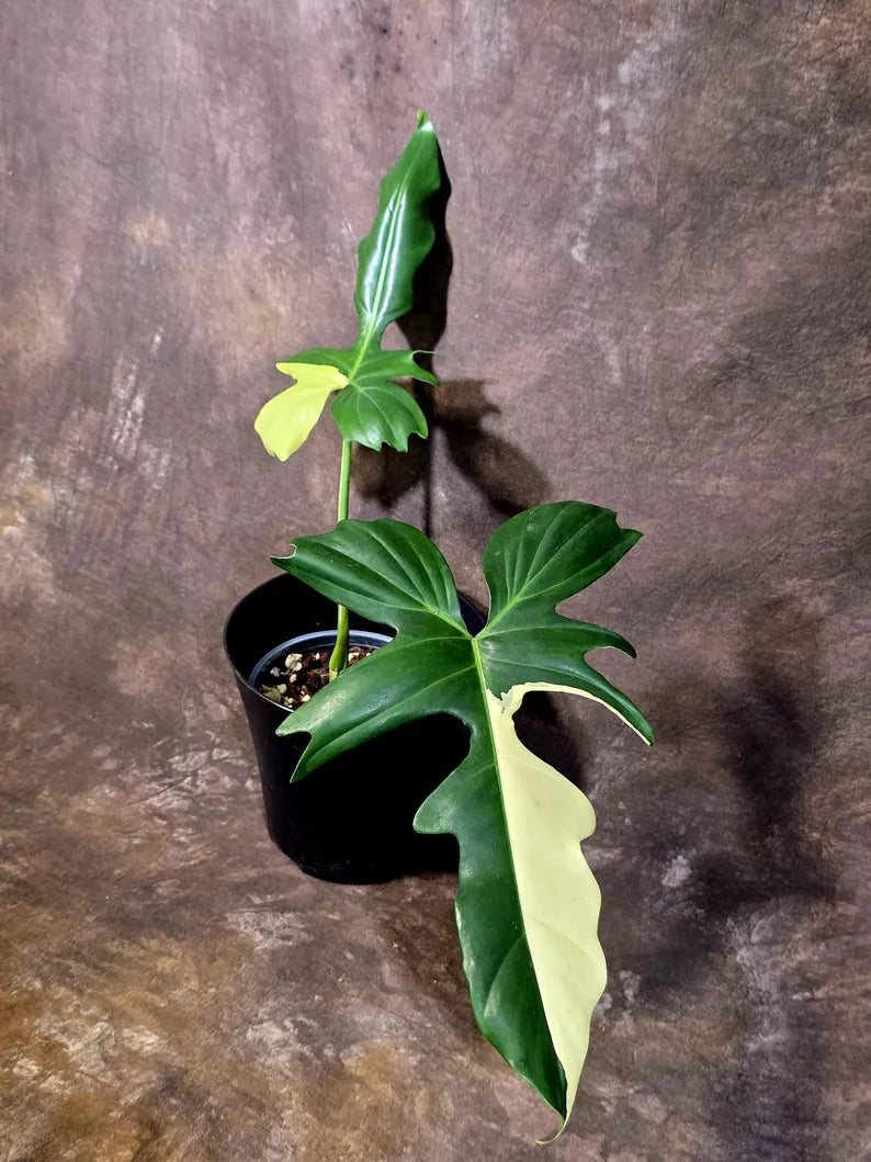 Variegated Golden Dragon Philodendron - Exact Plant (June-16-09)
