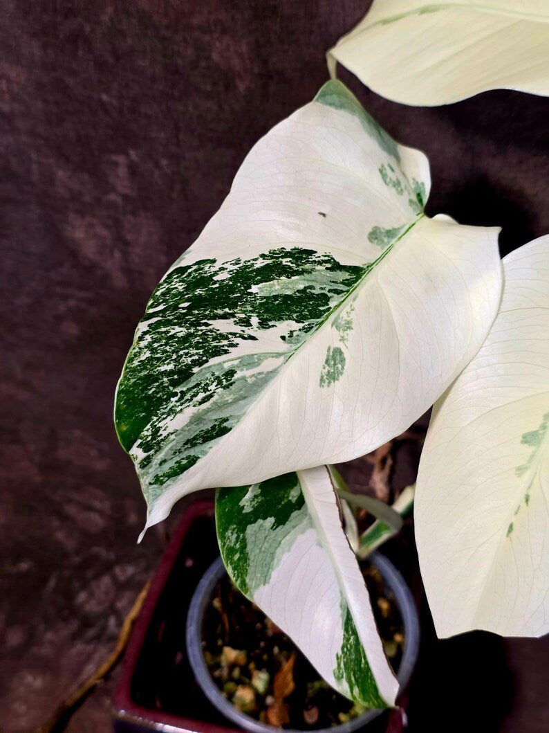 Variegated Monstera Albo Borsigiana - Baby Leaf Plant- Exact Plant (June-01-46)