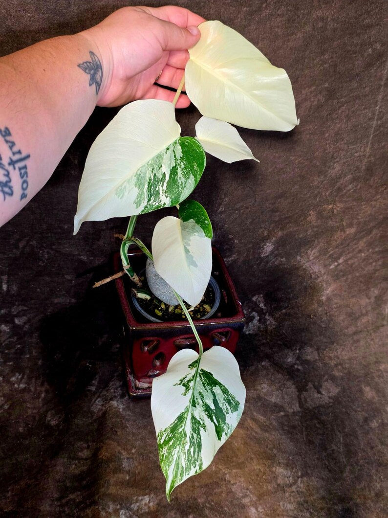 Variegated Monstera Albo Borsigiana - Baby Leaf Plant - Exact Plant (June-01-48)