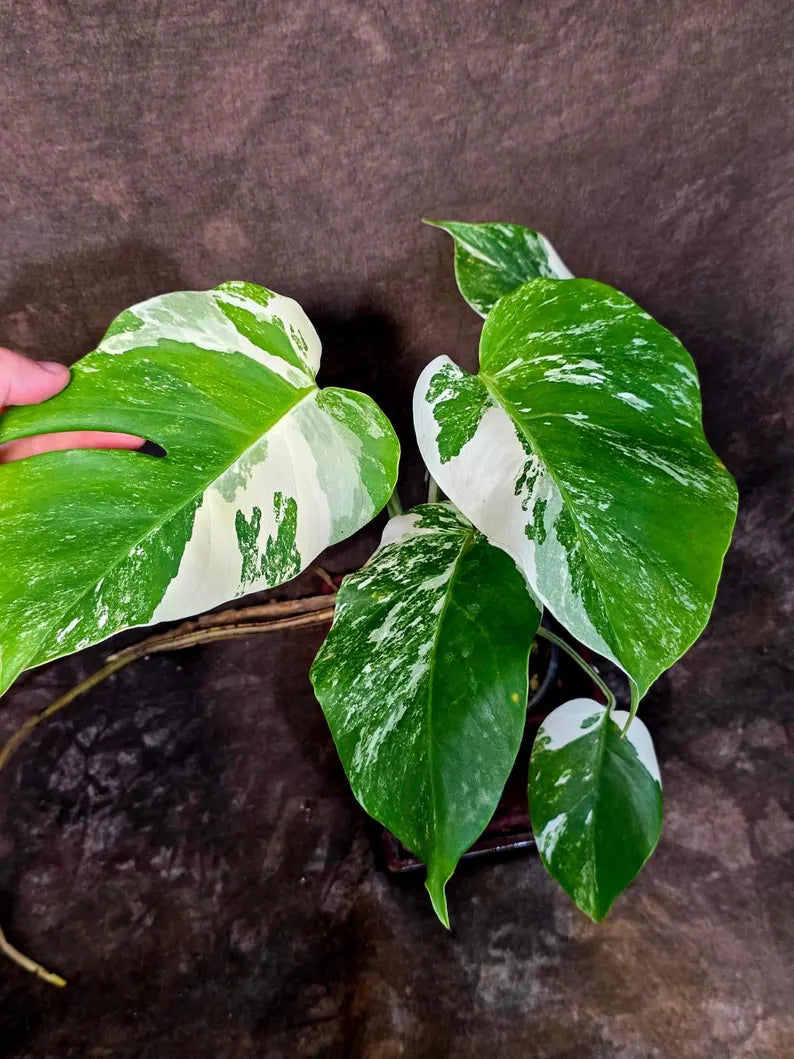 Variegated Monstera Albo Borsigiana - Mature Exact Plant (June-01-50)