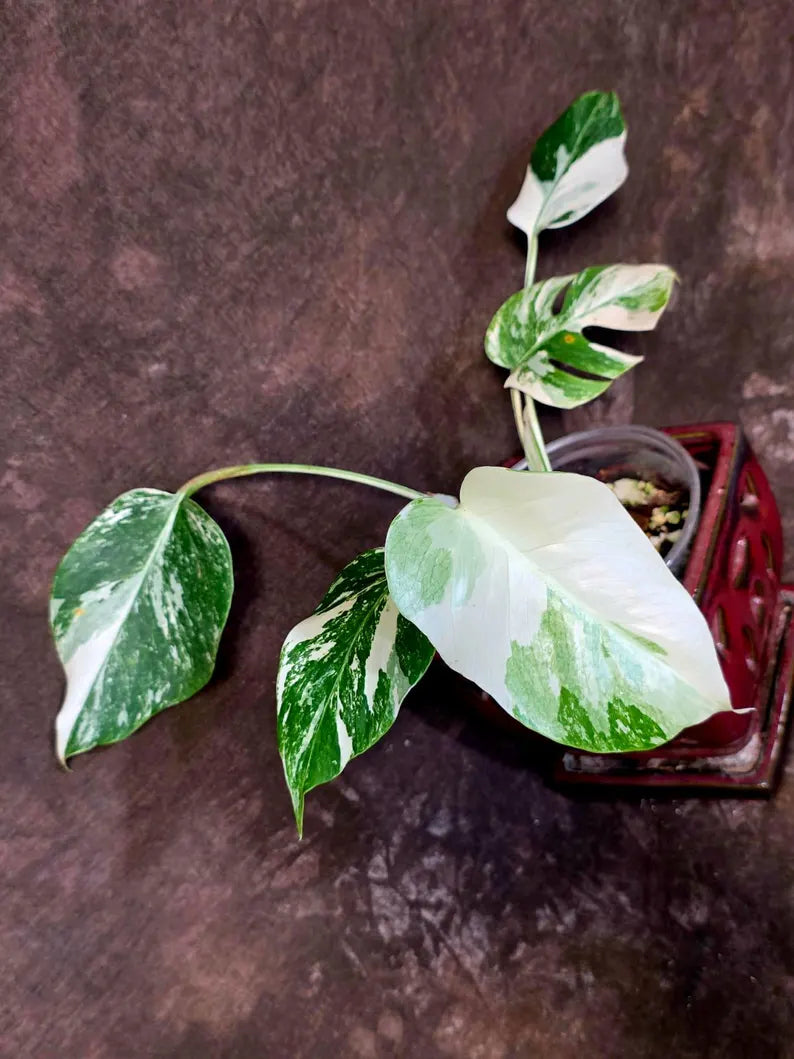 Variegated Monstera Albo Borsigiana - Rare Collector Exact Plant (June-01-52)