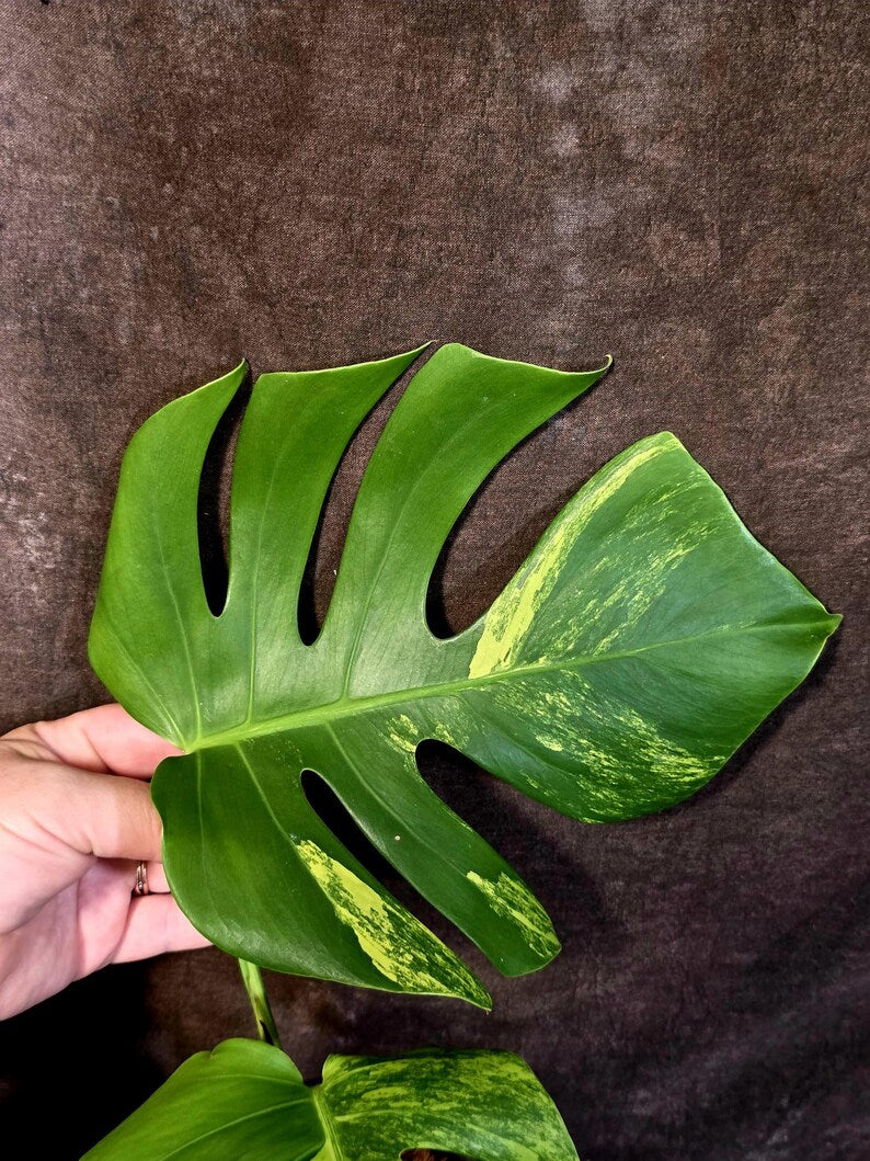 Monstera Aurea Variegated Plant - Rare Tropical Aroid - EXACT Plant - US Seller (June-16-14)
