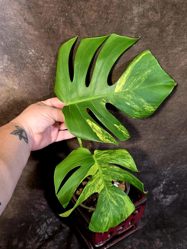 Monstera Aurea Variegated Plant - Rare Tropical Aroid - EXACT Plant - US Seller (June-16-14)
