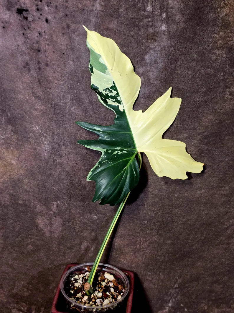 Golden Dragon Philodendron Variegated Plant - Collector Rare Plant - EXACT Plant (June-16-13)