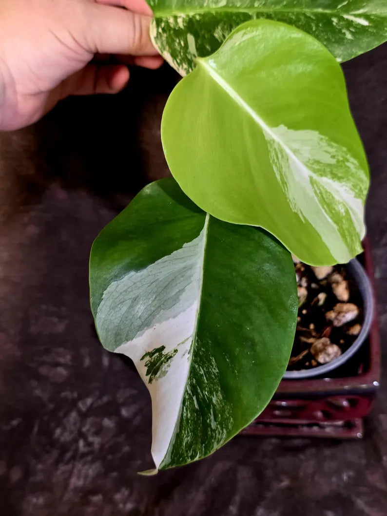 Variegated Monstera Albo - Rare White Monstera Borsigiana Baby Leaf EXACT Plant (June-16-19)