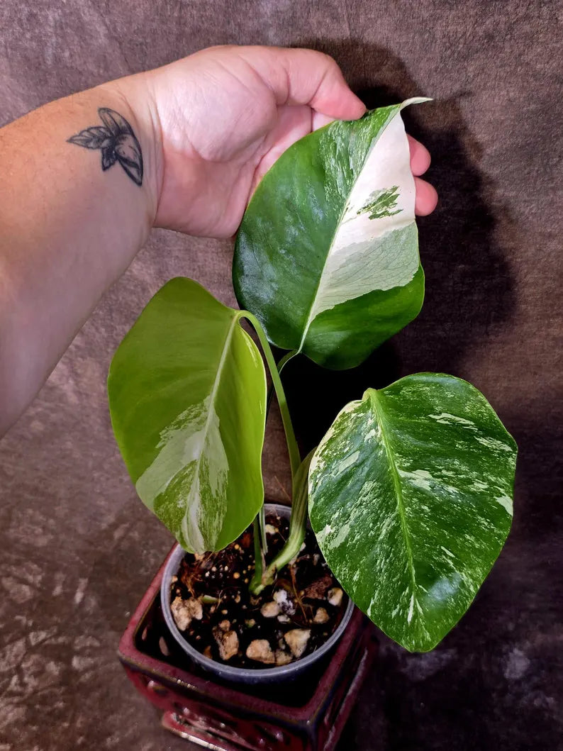Variegated Monstera Albo - Rare White Monstera Borsigiana Baby Leaf EXACT Plant (June-16-19)