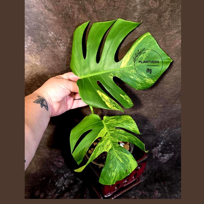 Monstera Aurea Variegated Plant - Rare Tropical Aroid - EXACT Plant - US Seller (June-16-14)