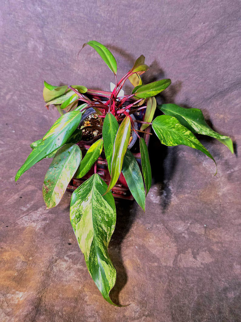 Variegated Philodendron Strawberry Shake Live Plant - EXACT Plant - US Seller (6-5-51)