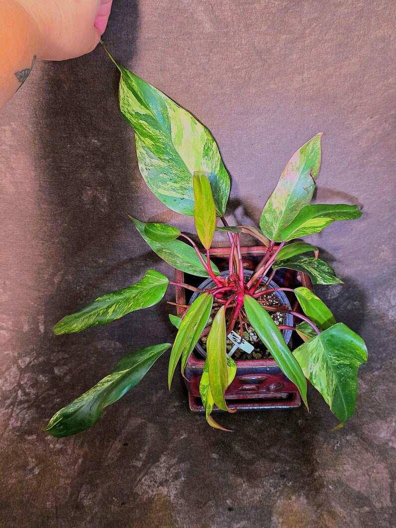 Variegated Philodendron Strawberry Shake Live Plant - EXACT Plant - US Seller (6-5-51)