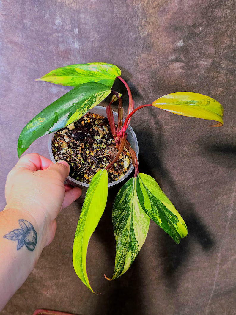Variegated Philodendron Strawberry Shake Live Plant - EXACT Plant - US Seller (June-5-55)