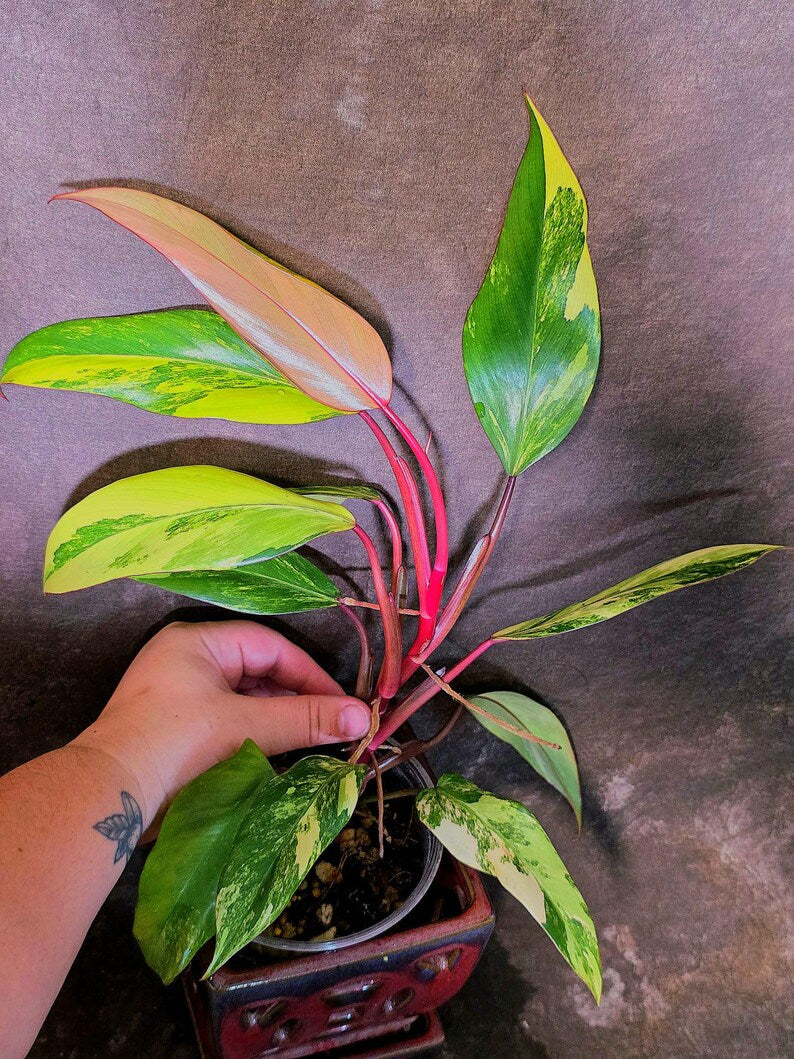 Variegated Philodendron Strawberry Shake Live Plant - EXACT Plant - US Seller (June-5-61)