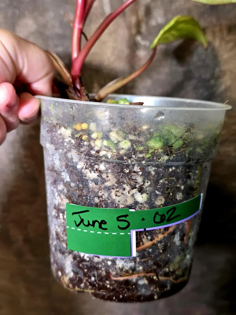 Variegated Philodendron Strawberry Shake Live Plant - EXACT Plant - US Seller (June-5-62)