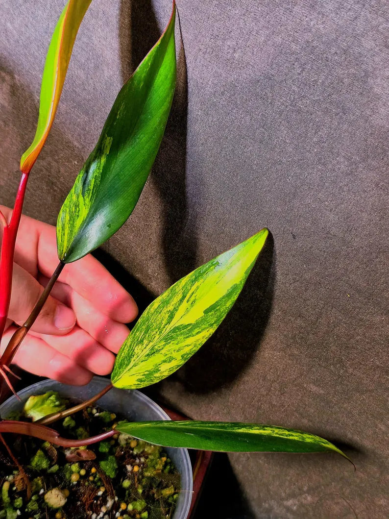 Variegated Philodendron Strawberry Shake Live Plant - EXACT Plant - US Seller (June-5-62)