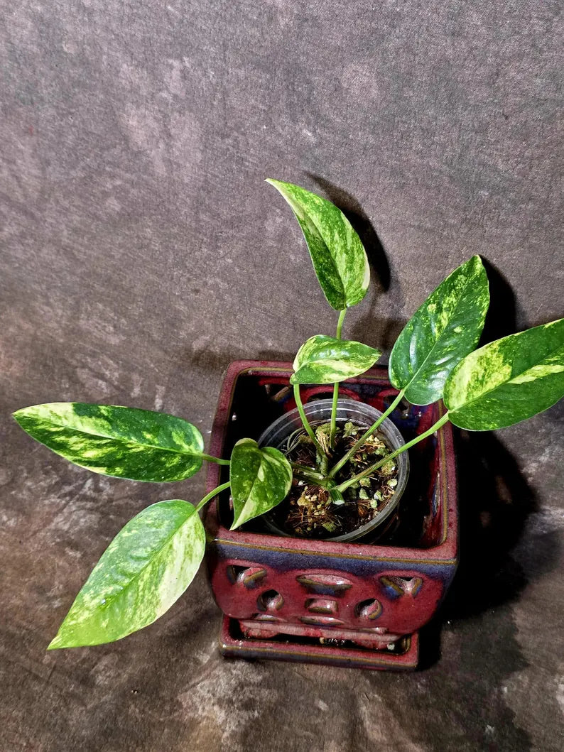 Variegated Golden Flame - Epipremnum Pinnatum Plant - SAME Plant - US Seller (June-5-66)