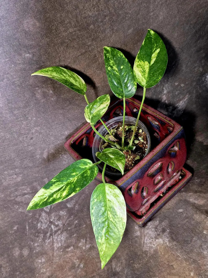 Variegated Golden Flame - Epipremnum Pinnatum Plant - SAME Plant - US Seller (June-5-66)