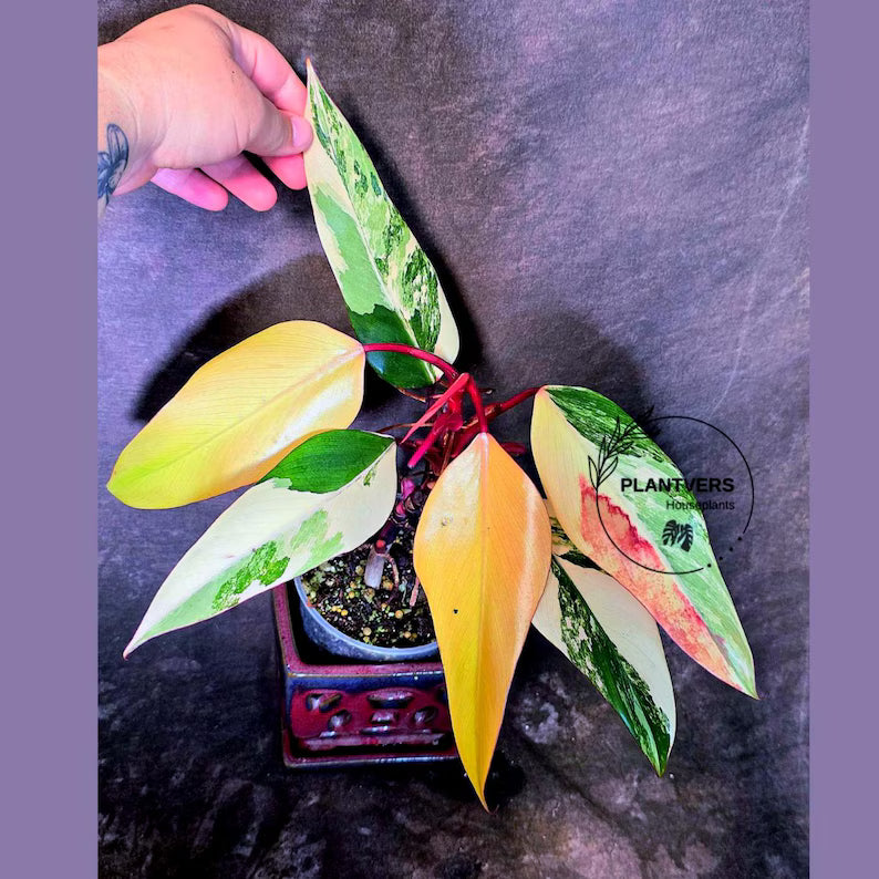 Variegated Philodendron Strawberry Shake Live Plant - EXACT Plant - US Seller (June-5-56)