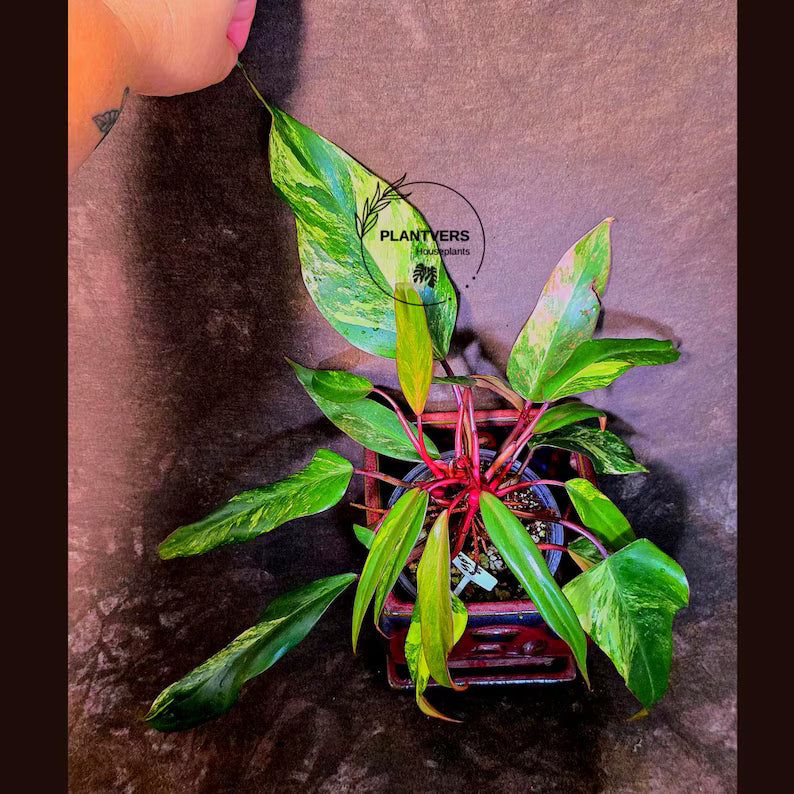 Variegated Philodendron Strawberry Shake Live Plant - EXACT Plant - US Seller (6-5-51)