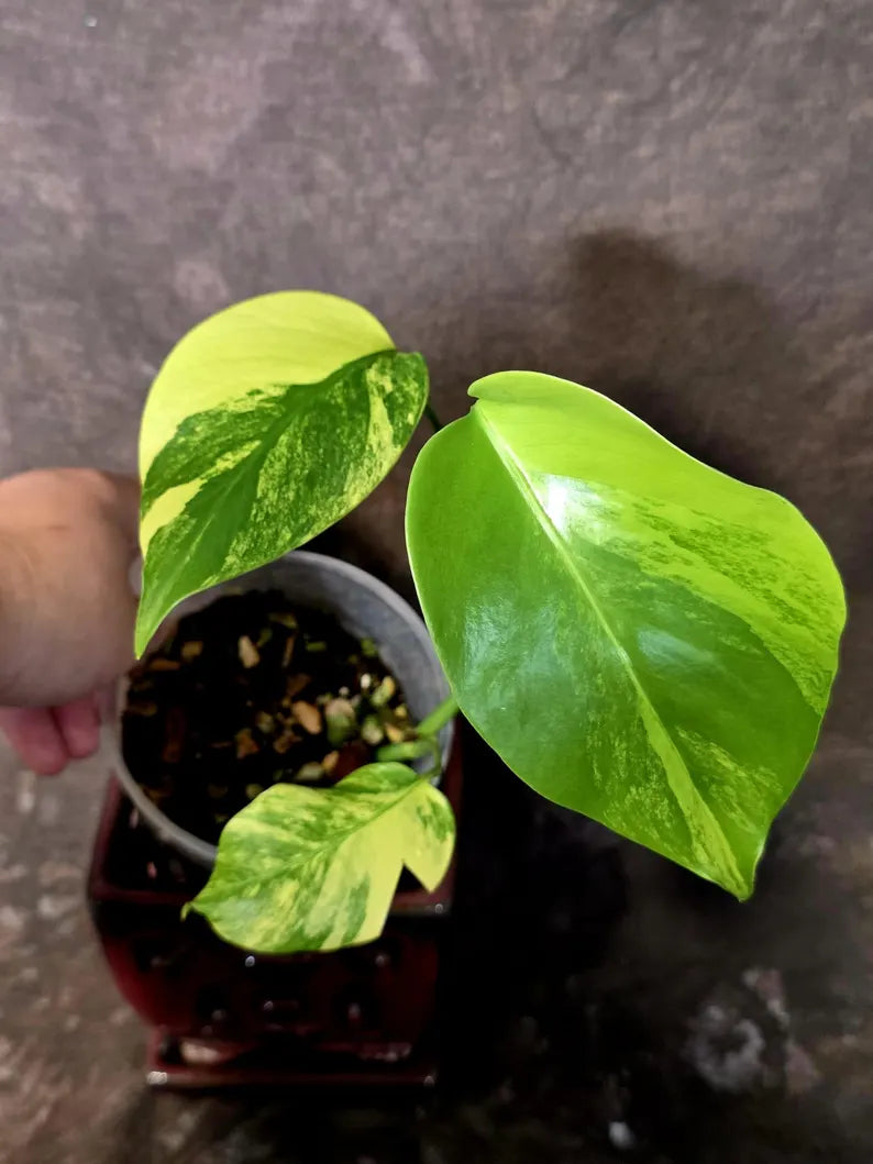 Monstera Aurea Variegated Plant - Exact Rare Tropical Aroids - Monstera Marmota (June-9-8)