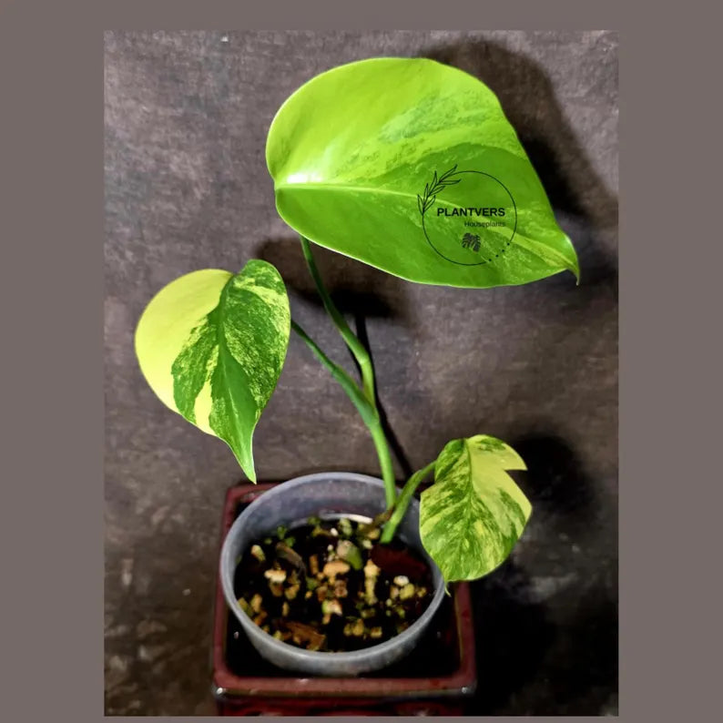 Monstera Aurea Variegated Plant - Exact Rare Tropical Aroids - Monstera Marmota (June-9-8)