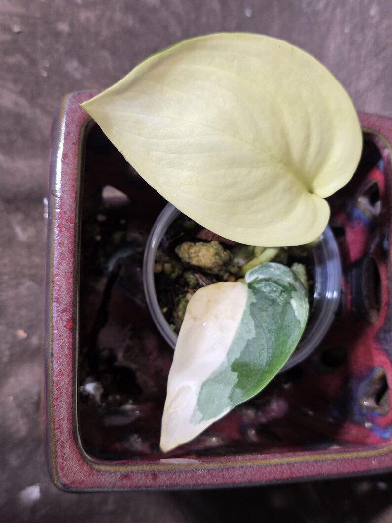 Scindapsus Jade Satin Variegated - Rare Tropical Plant - EXACT Plant (June-09-14)