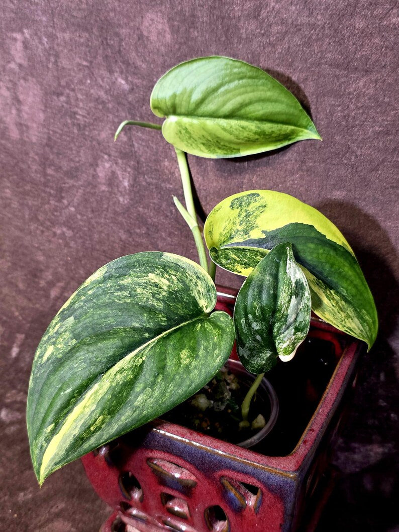 Scindapsus Jade Satin Variegated - Rare Tropical Plant - EXACT Plant (June-09-15)