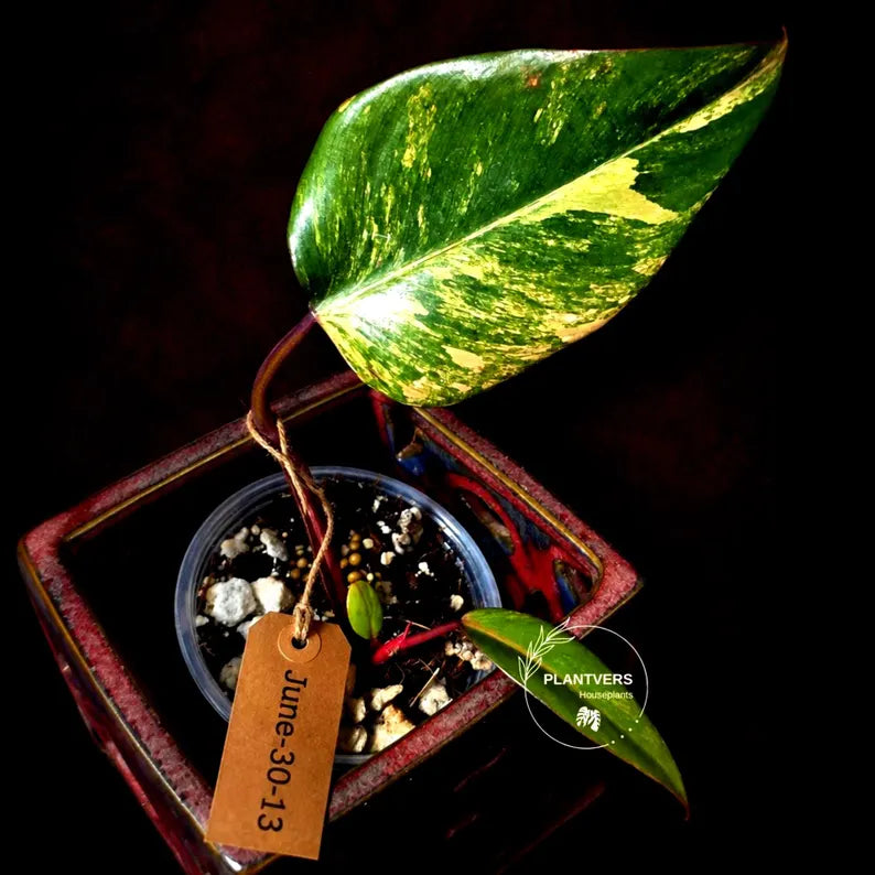 Philodendron Strawberry Shake High Variegated Live Plant - EXACT Same Plant - US Seller